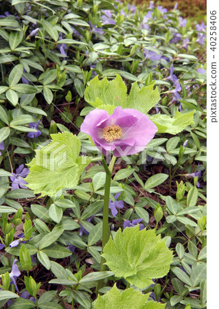 Shiraneeaoi 40258406