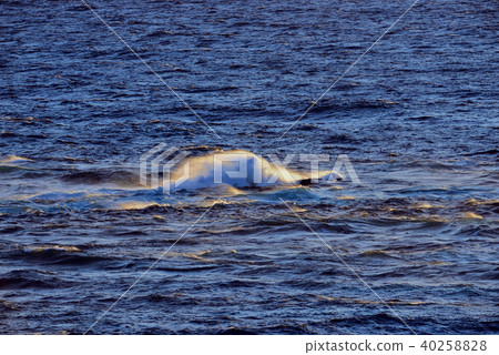 在早晨的陽光下沐浴 40258828