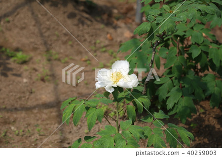 按鈕花 按鈕花 40259003