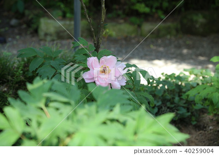 Button flower 40259004