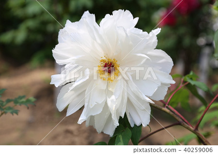 Button flower 40259006