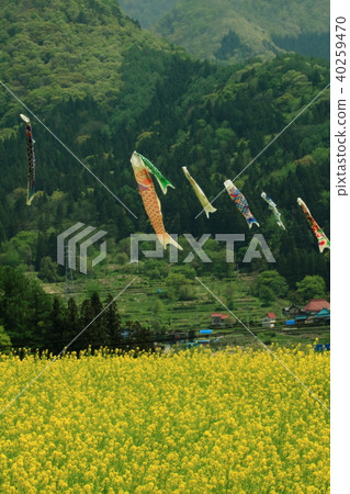 Flower garden festival of good mountain 40259470