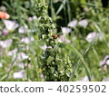 Ladybug 40259502