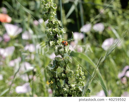 Ladybug Ladybug 40259502