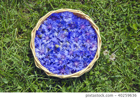 summer medical Cornflower in basket on grass summer medical Cornflower in basket on grass 40259636