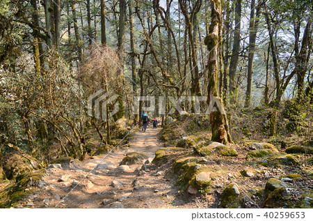Hiking in Nepal jungle forest Hiking in Nepal jungle forest 40259653
