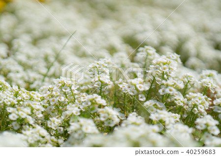Alyssum 40259683