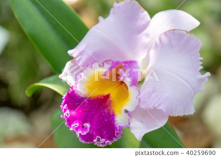 Cattleya Cattleya 40259690