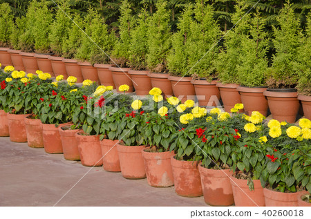 Flowerpots with flowers and bushes in asia Flowerpots with flowers and bushes in asia 40260018
