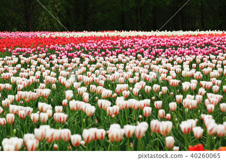 Computer 9509 Computer 9509 40260065