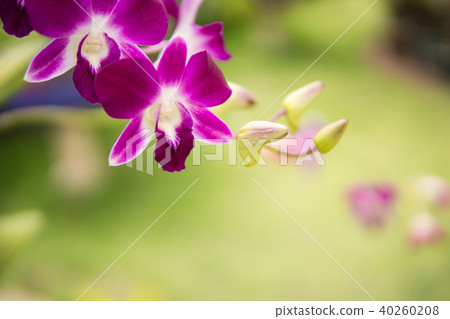 Purple with pink orchids on branch. 40260208