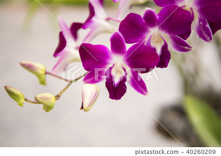 Purple with pink orchids on branch. 40260209