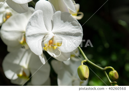 蝴蝶蘭(鳳尾魚) 蝴蝶蘭(鳳尾魚) 40260568