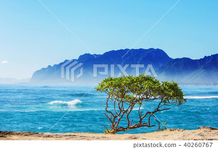 Hawaiian beach 40260767