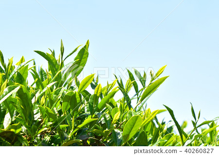 茶園 40260827