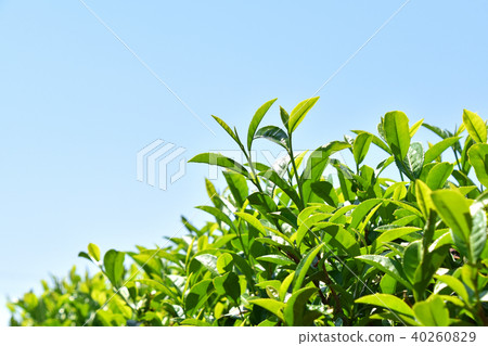 Tea plantation 40260829