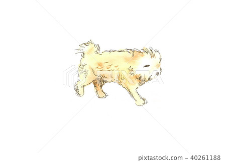 Dog 40261188