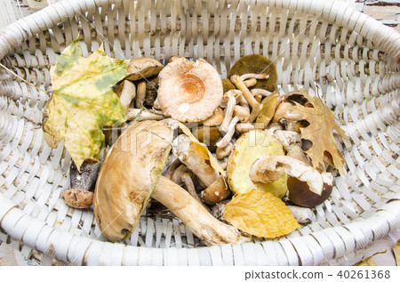 different mushrooms in the basket different mushrooms in the basket 40261368