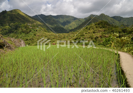 坎布羅的梯田 坎布羅的梯田 40261493