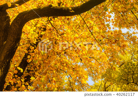 beautiful yellow maple branch in autumn seasonal beautiful yellow maple branch in autumn seasonal 40262117