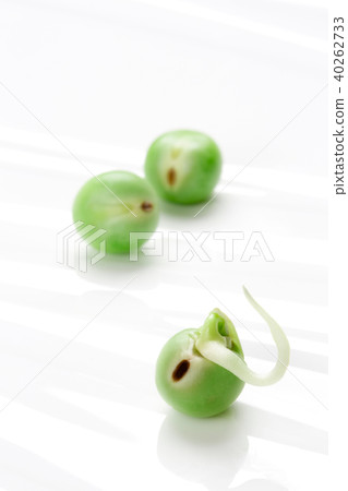 Germination of peas Germination of peas 40262733
