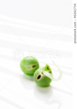 Germination of peas Germination of peas 40262734
