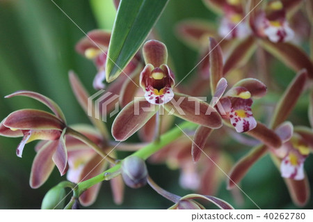 Kinryouhen Kinryouhen 40262780