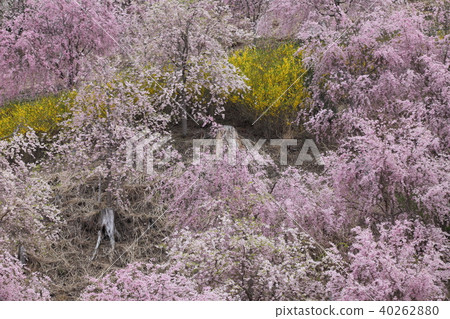 Takami no Sato Weeping Cherry 40262880