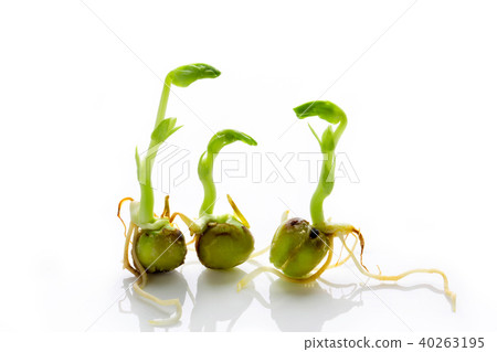 Germination of peas Germination of peas 40263195