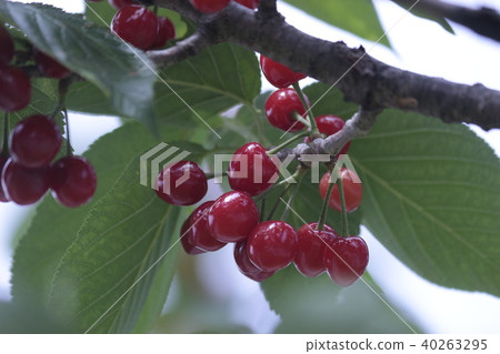 Cherry blossom Cherry blossom 40263295