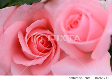 Rose (Prince Aiko) 40263712