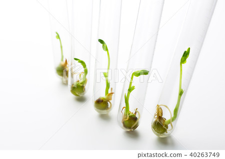 Shoots growing in test tubes 40263749