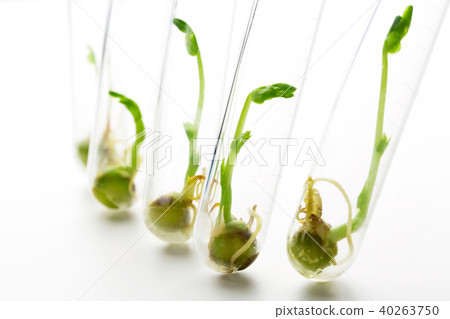 Shoots growing in test tubes 40263750
