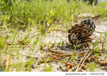 Matsubokuri 40263789
