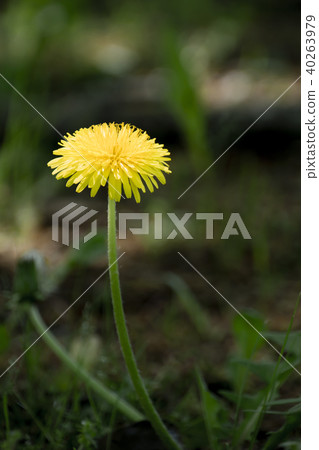 Dandelion Dandelion 40263979