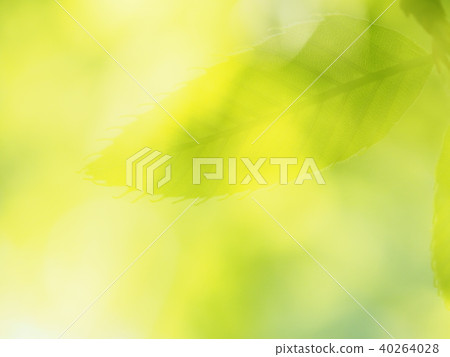 Fresh green (Kunagi) 40264028