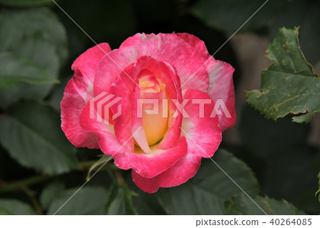 玫瑰（雙喜） 40264085