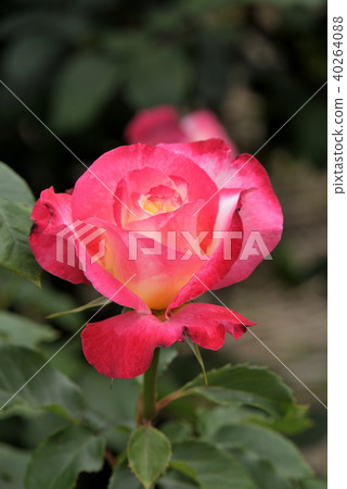 Rose (Double Delight) 40264088