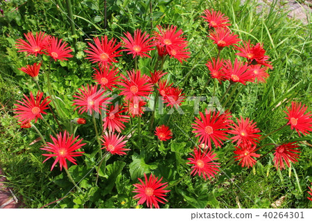 Red flower	 40264301