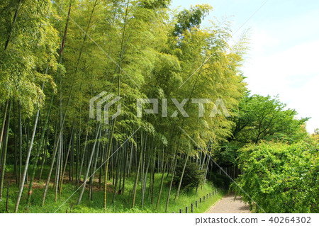  Bamboo grove 40264302