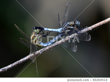 交配Shicharatombo 40264418