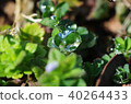 A drop 40264433