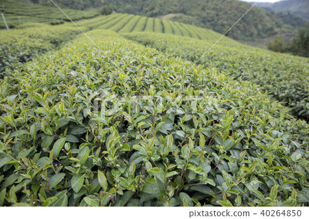 清萊的茶園 清萊的茶園 40264850