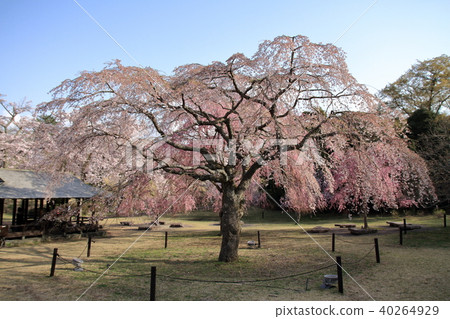 Weeping cherry blossoms at Sakura no Sato 40264929