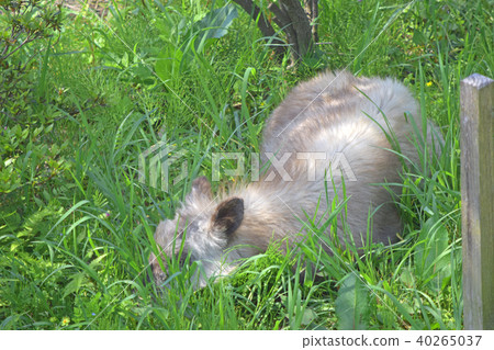 日本血統 40265037