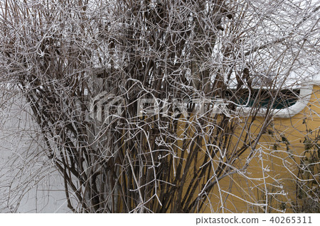 Branches of trees 40265311