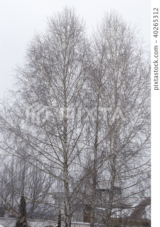 View of winter trees. 40265312
