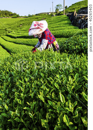 Woman picking tea leaves in a tea plantation. Woman picking tea leaves in a tea plantation. 40265403