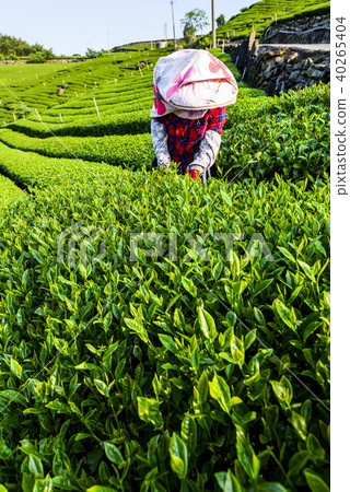 Woman picking tea leaves in a tea plantation. Woman picking tea leaves in a tea plantation. 40265404