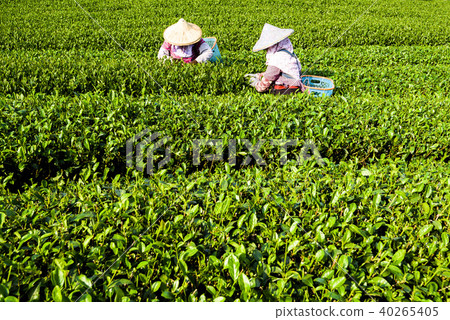 Woman picking tea leaves in a tea plantation. 40265405